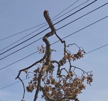 pge TreeOnPri