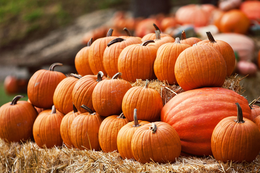 pumpkins hay