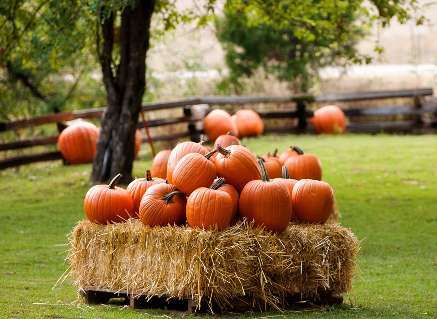 pumpkins lawn