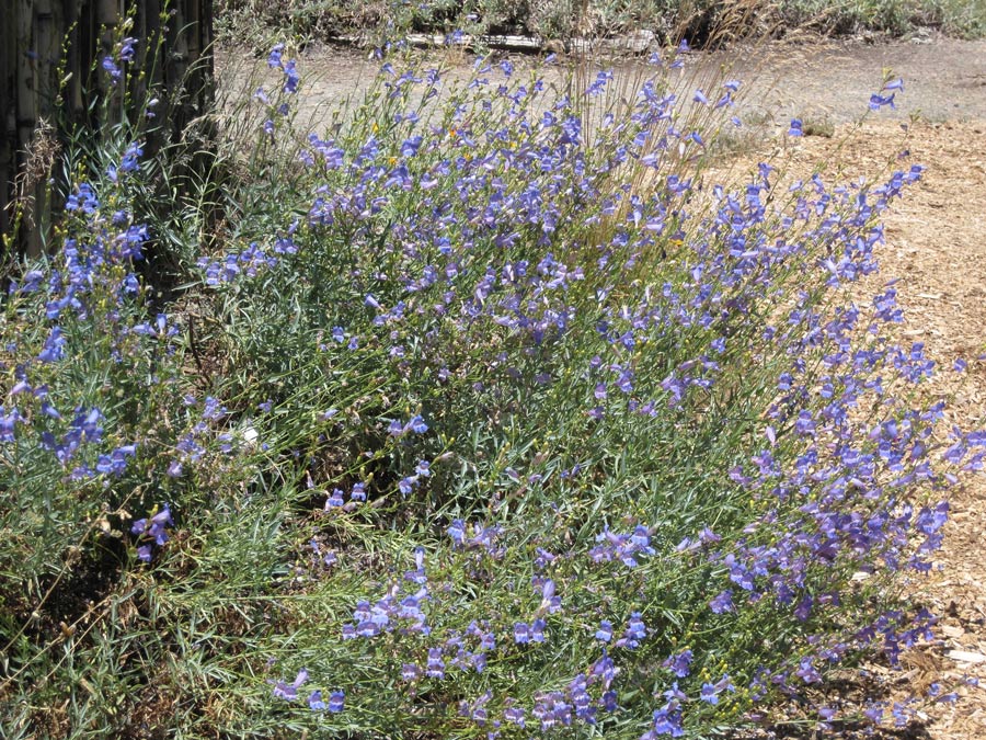 UC Master Gardener Penstemon