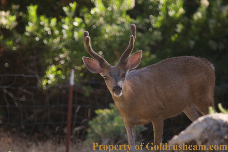 deer in mariposa county 1 2902 copy credit sierra sun times