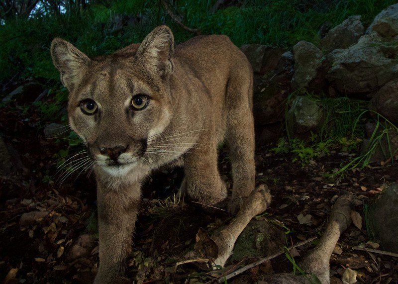 Mountain lion P33 NPS FPWC scr.max 800x800