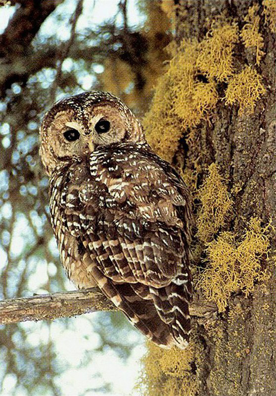 CaliforniaSpottedOwl USFS FPWC.max 800x800