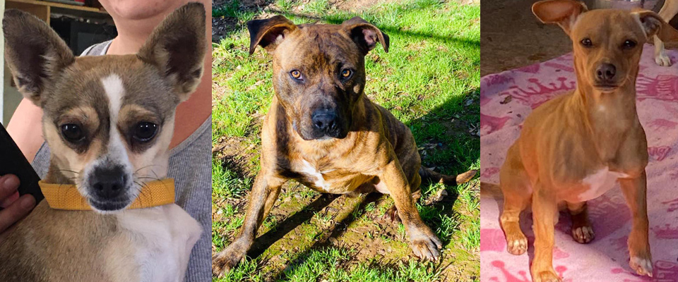 SPCA 1