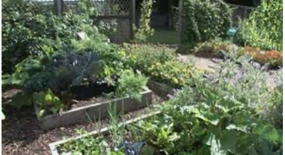 Vegetable Garden 1