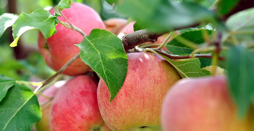 apple hero 1