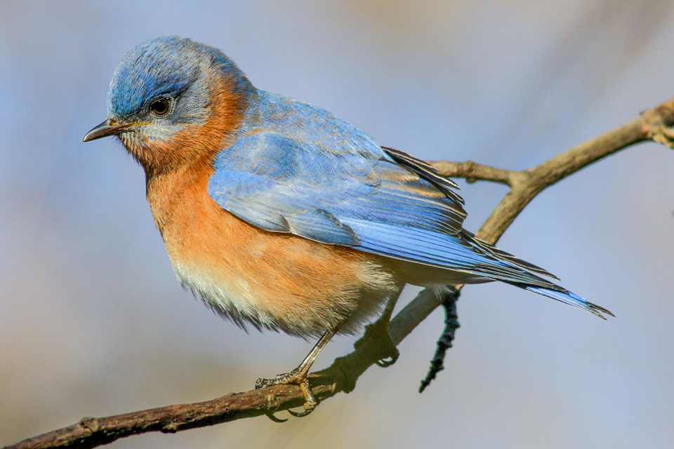 aud apa 2019 eastern bluebird a1 8289 1 photo lewis barnett
