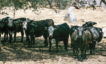 cow