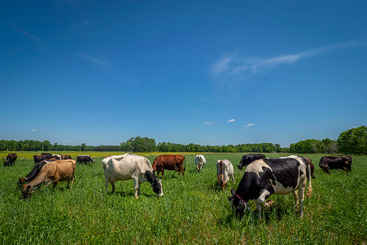 cows usda