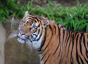 tiger looking up