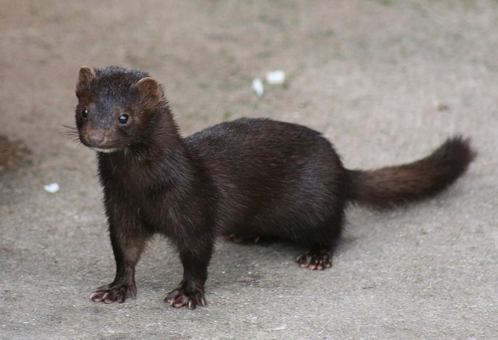American Mink usda