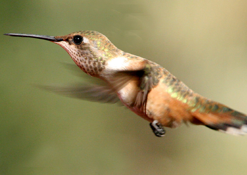 Rufous Hummingbird credit sierra sun times linda gast