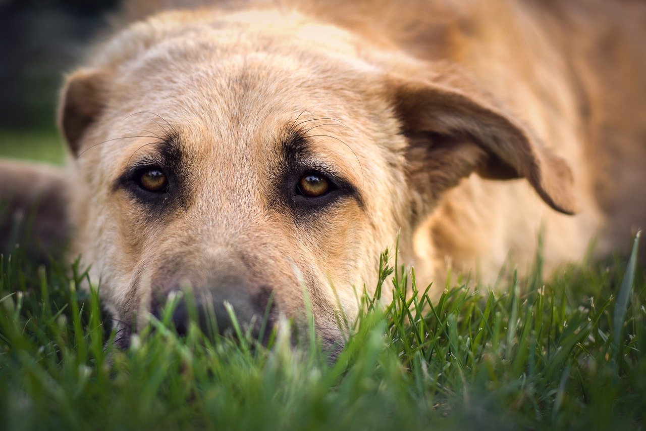 dog 2952026 1280