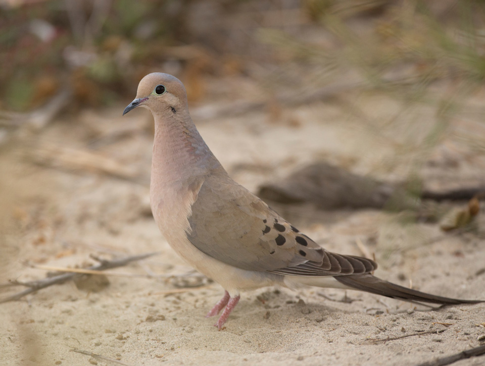 mourning dove
