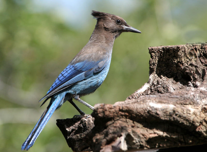 steller jay credit sierra sun times linda gast