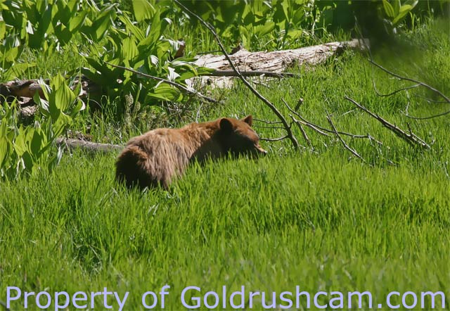 yosemite bear 1 460 copy credit sierra sun times