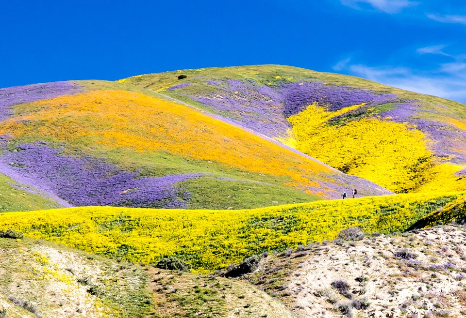 Carrizo Plain National Monument credit bob wick blm