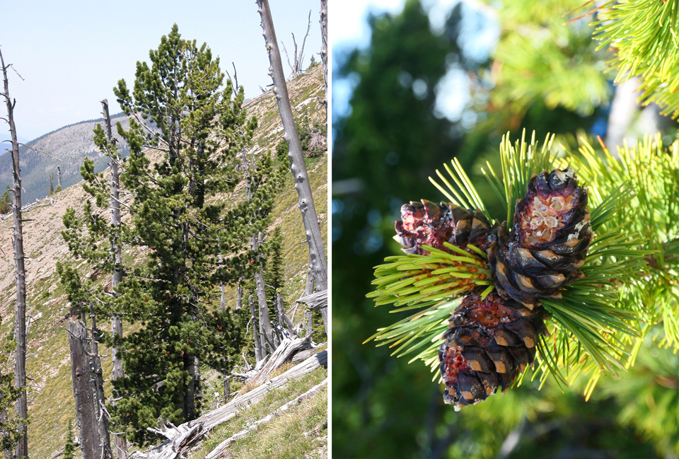 WhitebarkPine Sniezko McKinney RMRS