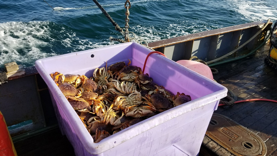crab cdfw