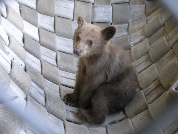 little bear rehab