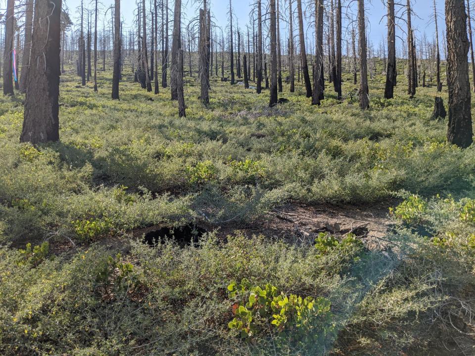 postfire landscape joseph stewart