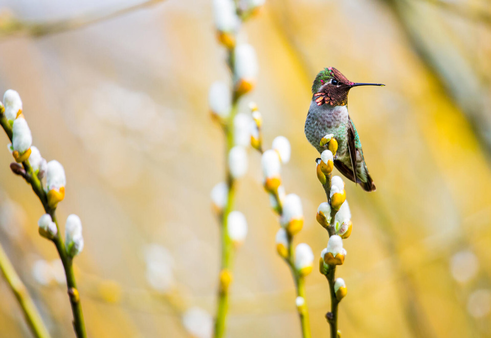 web aud apa 2019 annas hummingbird a1 9848 1 ts photo matthew olson