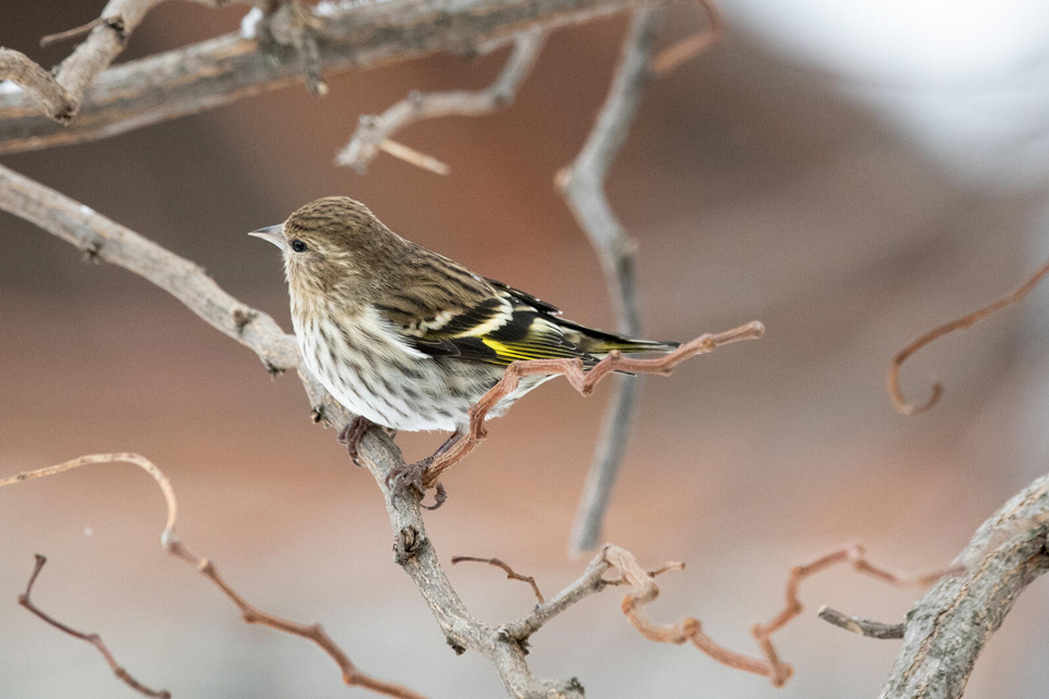 web aud gbbc 2019 pine siskin 63005 ts photo joanie christian