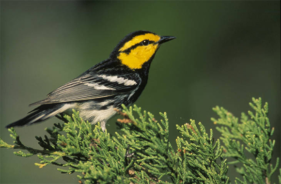 Golden cheeked Warbler 580