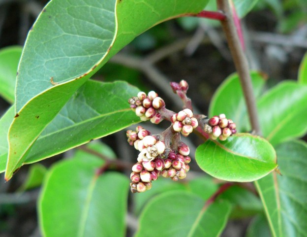 RN tree leafing