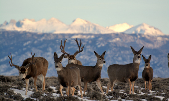 blm pronghorn wyoming blm photo