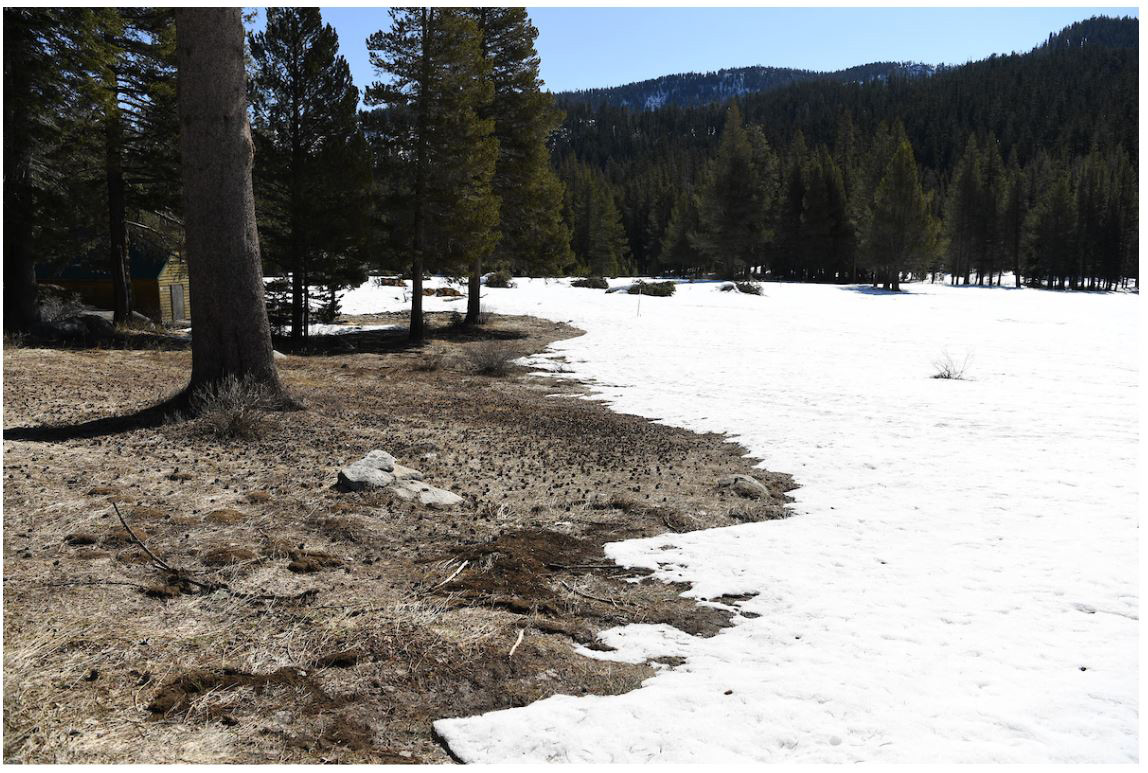 dwr snow survey march 2020