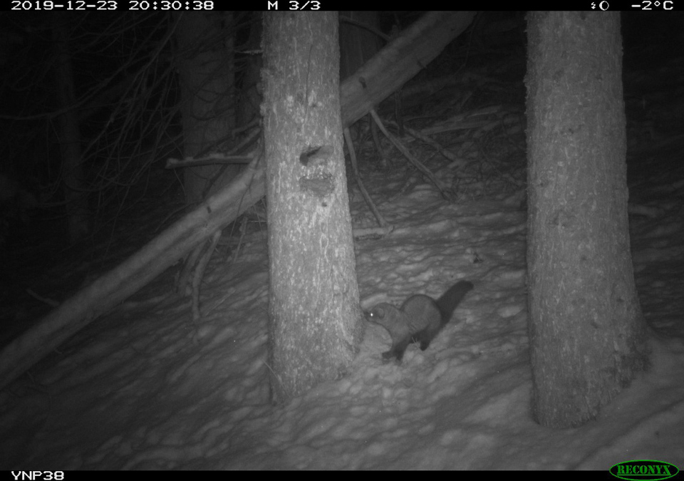 fisher yosemite nps 1