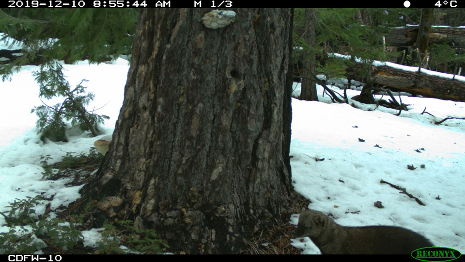 fisher yosemite nps