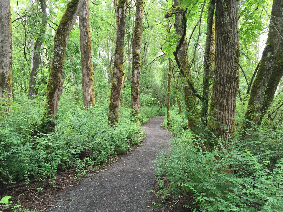 forest 23529475942 5a0d120226 k