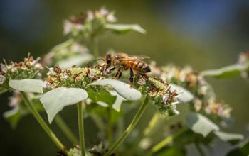 honeybee f