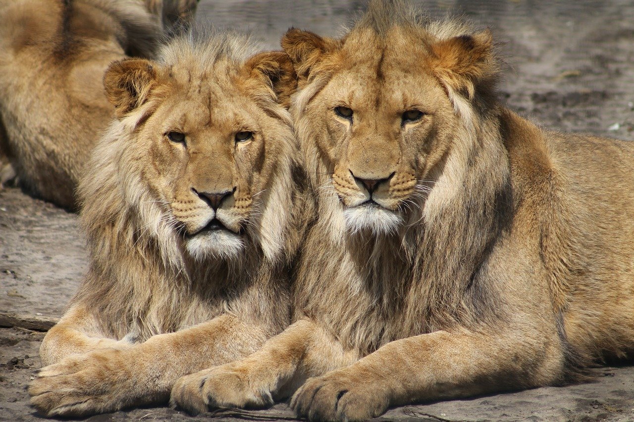 lions 1660044 1280