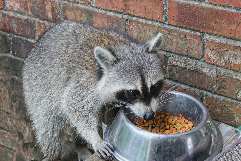 racoon dogbowl