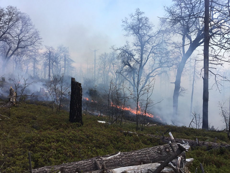 sierra national forest