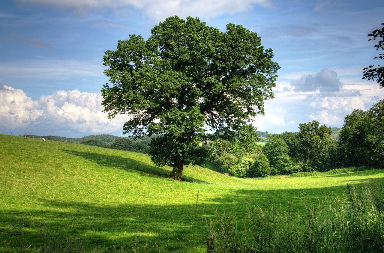 tree 402953 1280