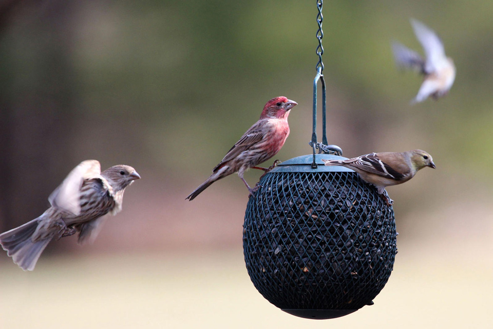web aud gbbc 2017 american goldfinch house finch 42449 kk photo jacki byers