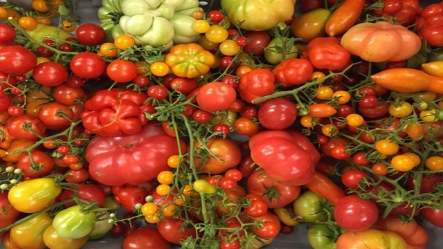RN tomatoes
