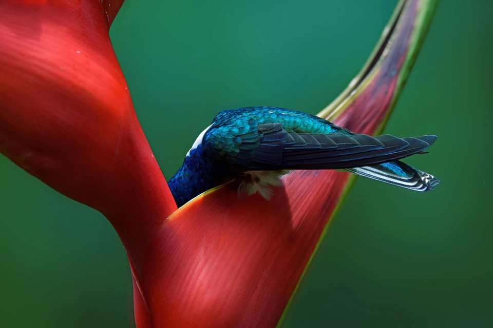 aud mariamkamal white necked jacobin amateur winner