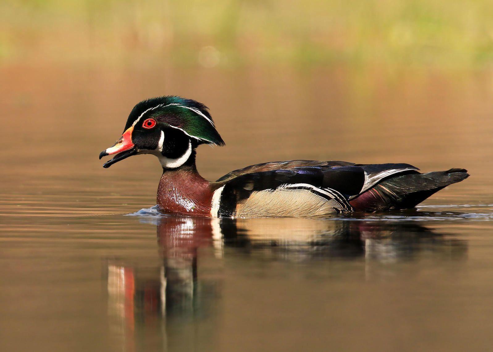 web apa 2017 wood duck a1 3655 6 teri franzen kk