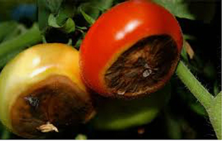 OTGF Tomato