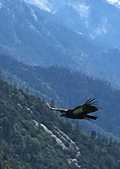 condor2 credit nps