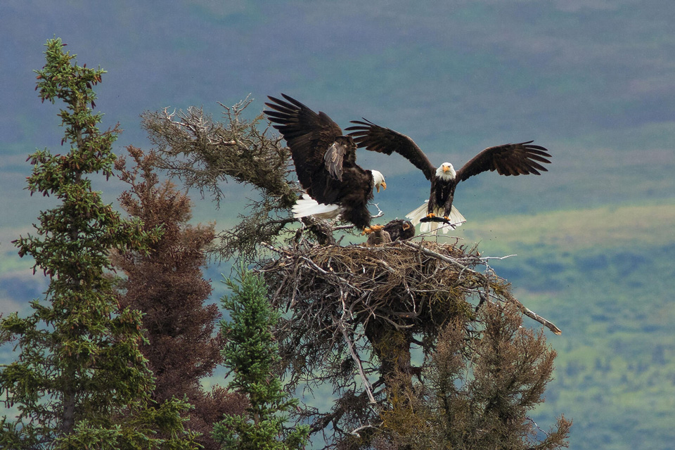 web aud apa 2018 bald eagle p1 7614 1 kk photo ed mackerrow