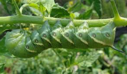 OTGF Tomato Hornworm