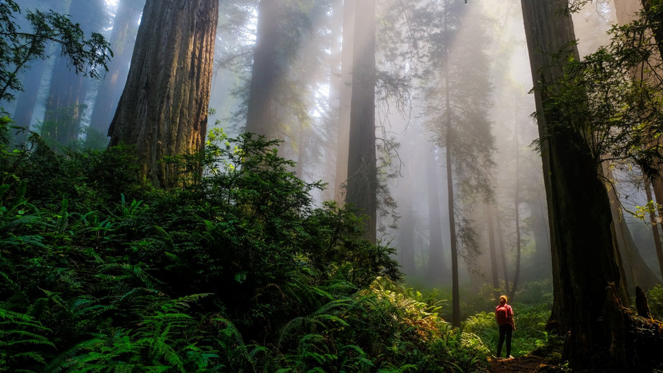 ste2019 1st place redwoodnationalandstateparks samjezak