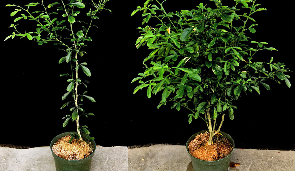 thorny citrus ynews