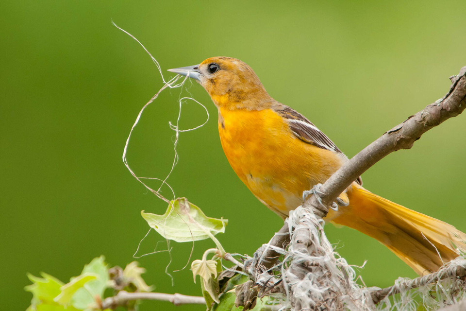 web apa 2012 24472 190792 markboyd baltimore oriole kk